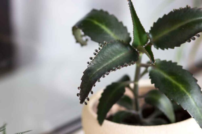 Żyworódka Daigremontiana – roślina doniczkowa o zdrowotnym działaniu