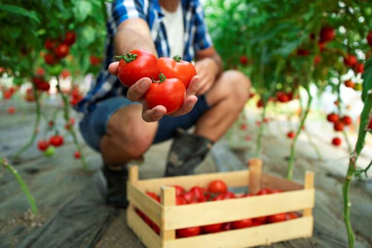 Pomidory, smaczny i zdrowy dar natury
