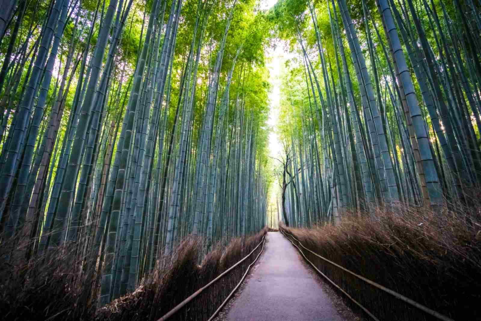 Bambus kompromisem pomiędzy drewnem a ekologią