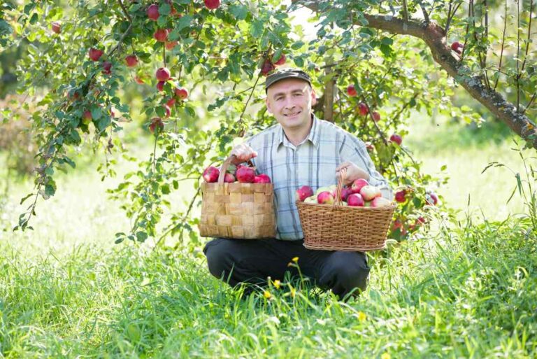 Jedzenie jabłek a zdrowie